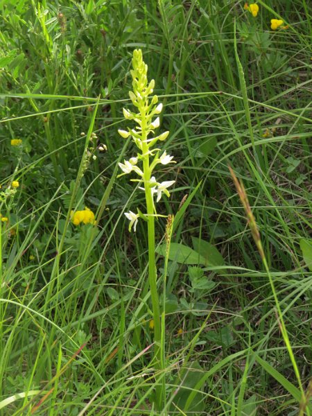 (42) Lesser Butterfly orchid.JPG